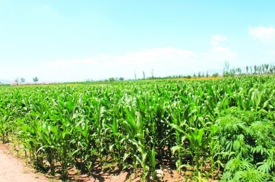 景泰縣國土資源工作紀實 沃土育佳果，科技興農譜新篇