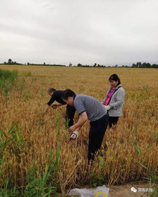 筑牢源頭防線，臨渭區扎實推進農產品產地土壤環境與水果種植安全監測