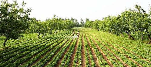 春節后迎種植熱潮，三大蔬菜作物市場前景廣闊